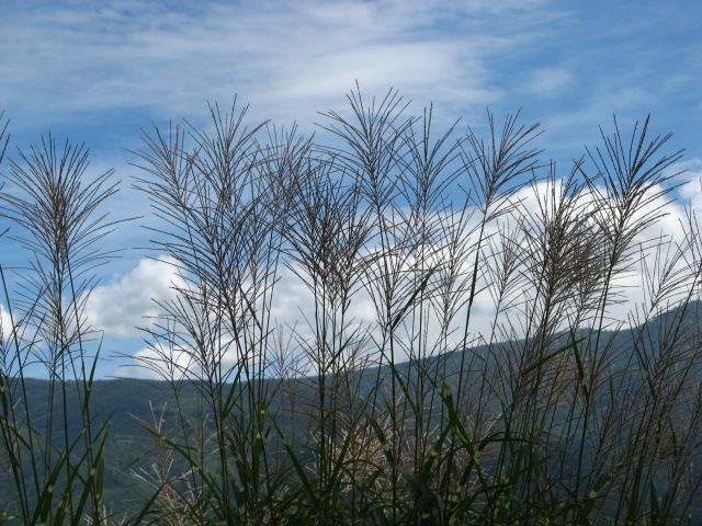 �e�l�`���b�s�[ �c�i����