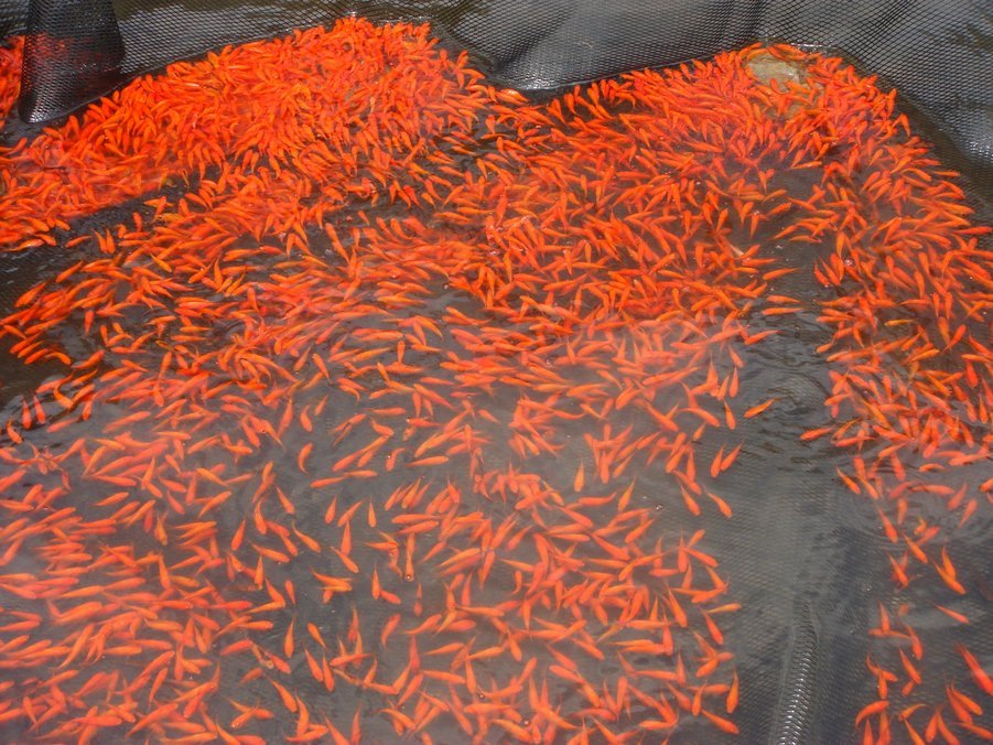 �e�l�`���b�s�[ �c�i����