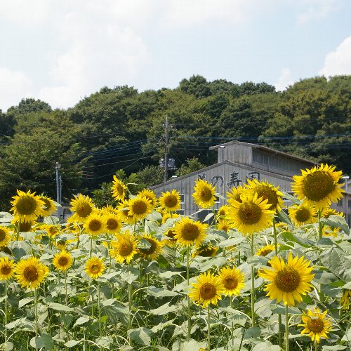 �e�l�`���b�s�[ �c�i����