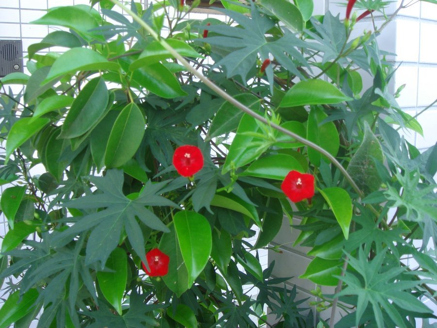 �e�l�`���b�s�[ �c�i����