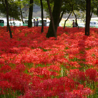 �e�l�`���b�s�[ �c�i����