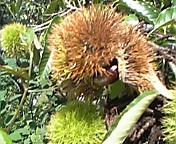 �e�l�`���b�s�[ �c�i����