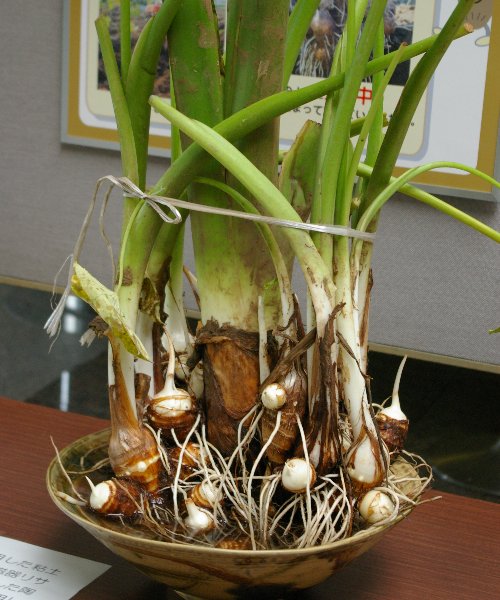 �e�l�`���b�s�[ �c�i����