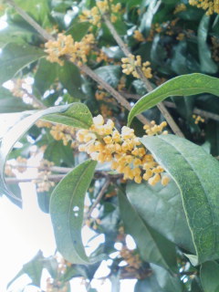 �e�l�`���b�s�[ �c�i����