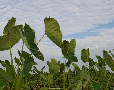 �e�l�`���b�s�[ �c�i����