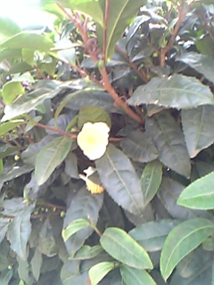 �e�l�`���b�s�[ �c�i����