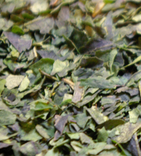 �e�l�`���b�s�[ �c�i����