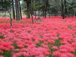 �e�l�`���b�s�[ �c�i����