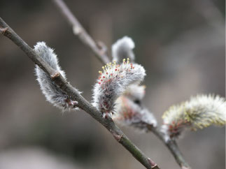 �e�l�`���b�s�[ �c�i����