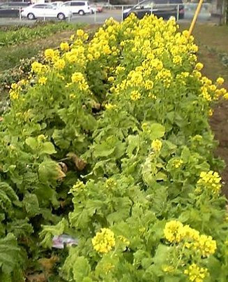 �e�l�`���b�s�[ �c�i����