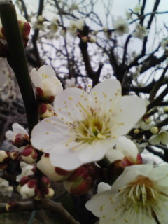 �e�l�`���b�s�[ �c�i����