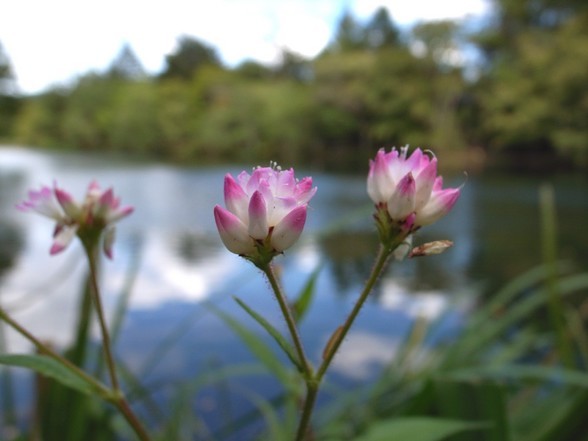 �_�u�����@�I�[�g�o�C�E���C�t