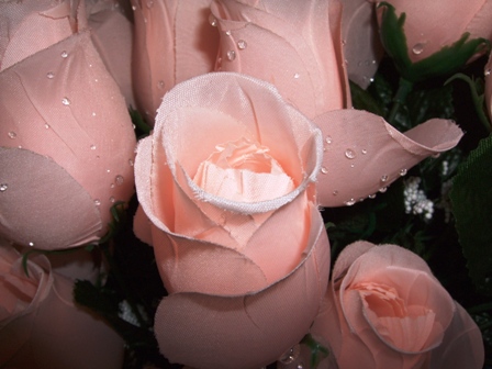 ���i�ʐ^���Ƃ낤