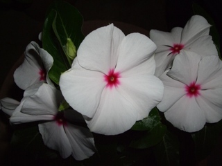 ���i�ʐ^���Ƃ낤