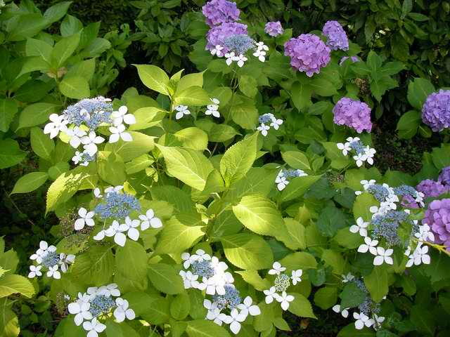 �C�܂�����L