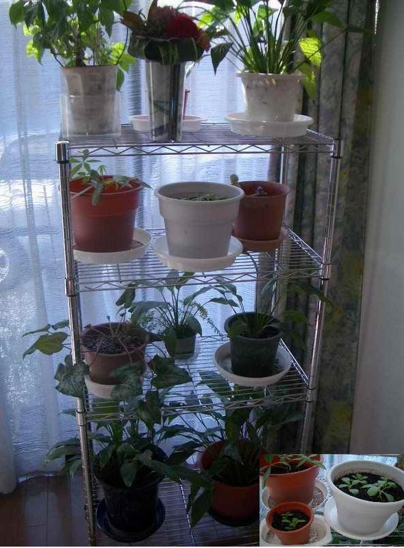 �C�܂�����L