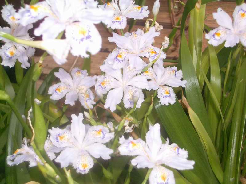 �C�܂�����L