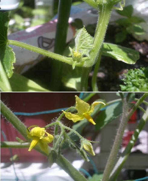 �C�܂�����L