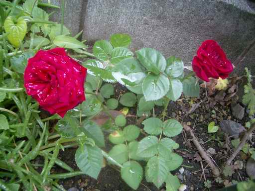 �C�܂�����L