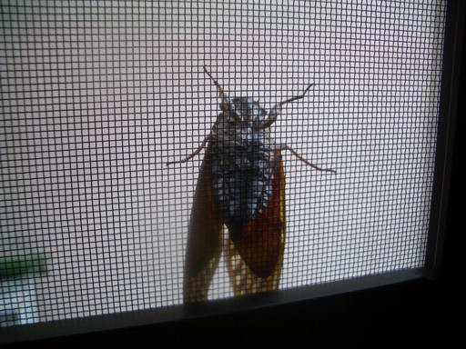 �C�܂�����L