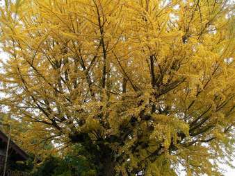 �C�܂�����L