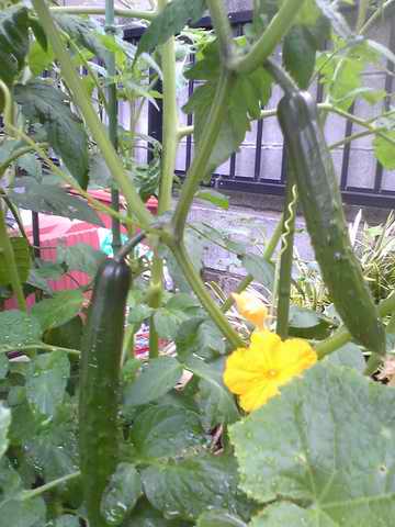 �C�܂�����L