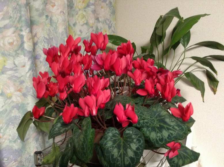 �C�܂�����L