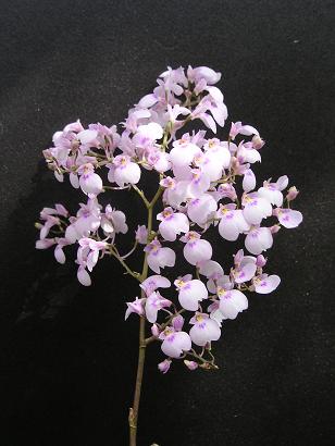 ���ƒ�̉ԂƎČ��E��