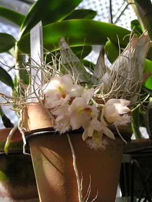 ���ƒ�̉ԂƎČ��E��