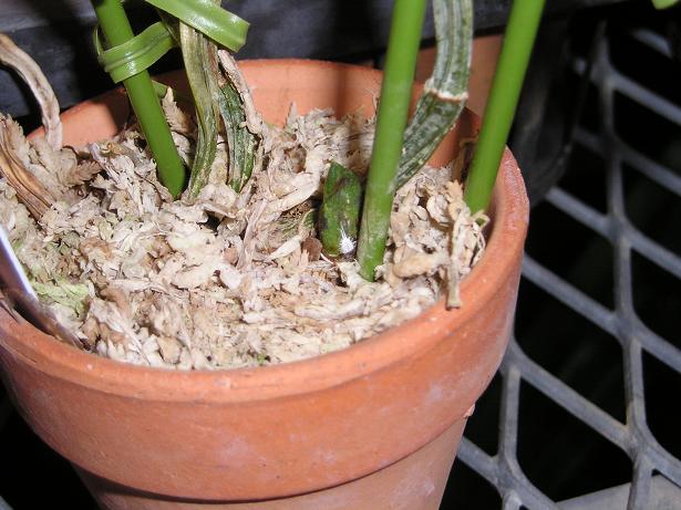 ���ƒ�̉ԂƎČ��E��