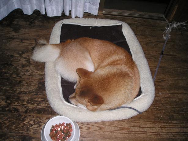 ���ƒ�̉ԂƎČ��E��