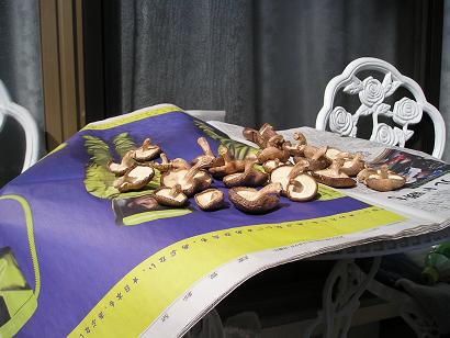 ���ƒ�̉ԂƎČ��E��