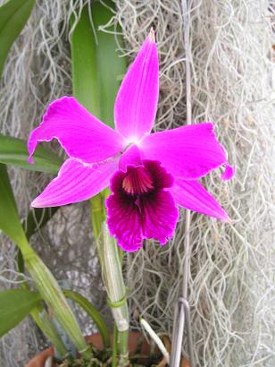 ���ƒ�̉ԂƎČ��E��