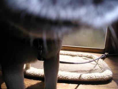 ���ƒ�̉ԂƎČ��E��