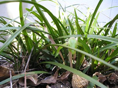 ���ƒ�̉ԂƎČ��E��