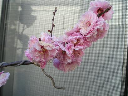 ���ƒ�̉ԂƎČ��E��