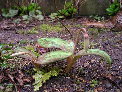 ���ƒ�̉ԂƎČ��E��