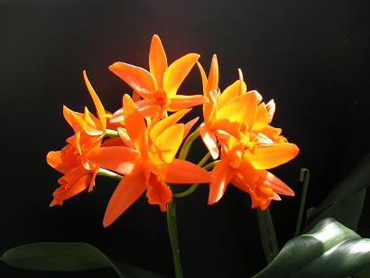 ���ƒ�̉ԂƎČ��E��