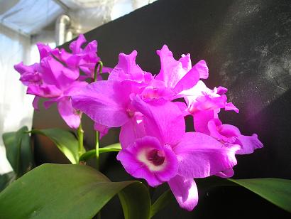 ���ƒ�̉ԂƎČ��E��