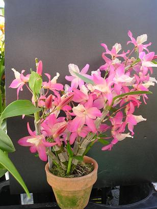 ���ƒ�̉ԂƎČ��E��