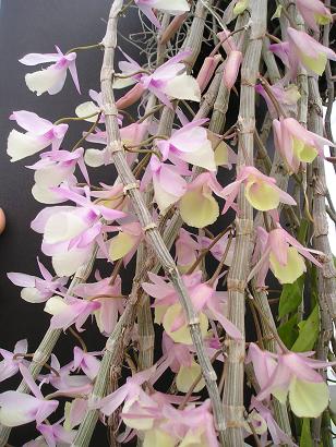 ���ƒ�̉ԂƎČ��E��