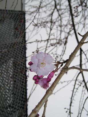 ���ƒ�̉ԂƎČ��E��