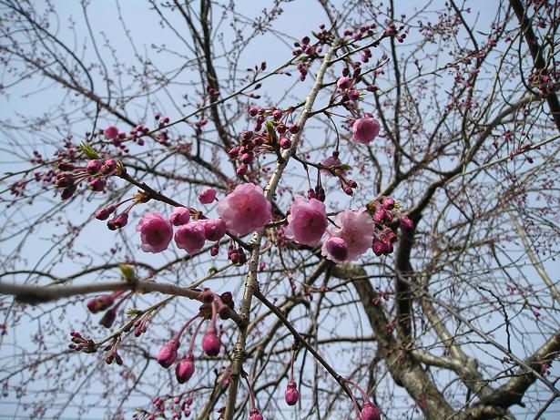 ���ƒ�̉ԂƎČ��E��