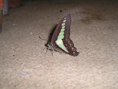 ���ƒ�̉ԂƎČ��E��