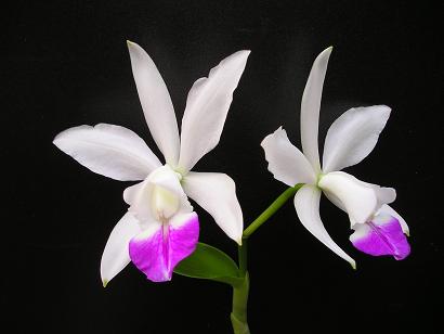 ���ƒ�̉ԂƎČ��E��