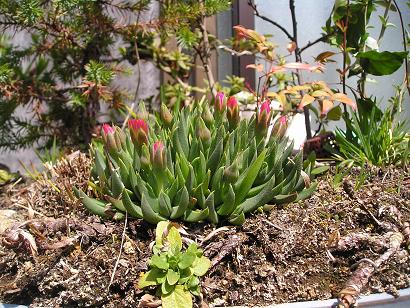 ���ƒ�̉ԂƎČ��E��