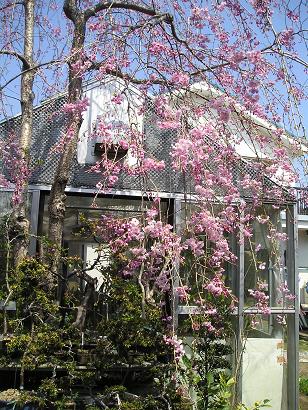 ���ƒ�̉ԂƎČ��E��