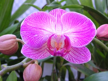 ���ƒ�̉ԂƎČ��E��