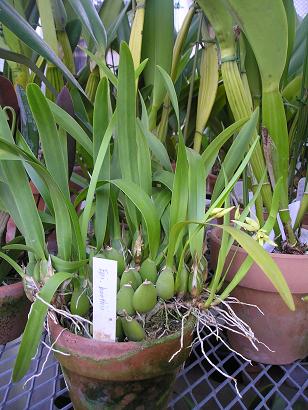 ���ƒ�̉ԂƎČ��E��