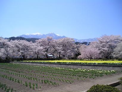 ���ƒ�̉ԂƎČ��E��